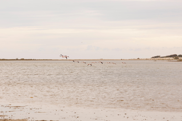 Aigues-Mortes 3H: Discover the secret Camargue in a 4x4 Full-Day