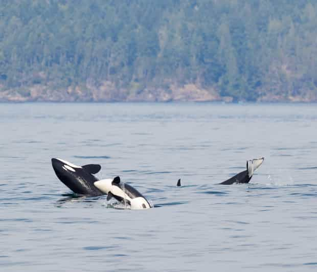 Victoria: 3-Hour Zodiac Whale-Watching Tour | GetYourGuide