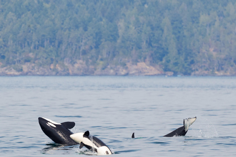 Victoria: 3-stündige Zodiac-WalbeobachtungstourAb Victoria: Whale Watching im Zodiac-Boot