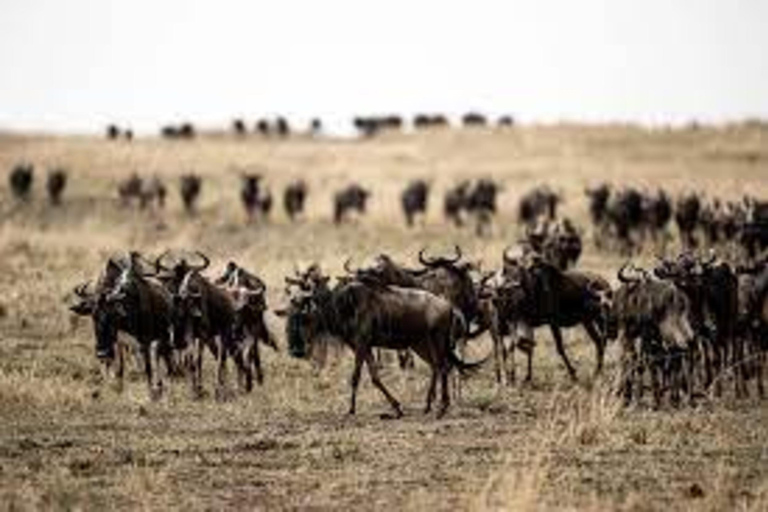 3 dni 2 noce Masai Mara Private Safari budżetowy Landcruiser