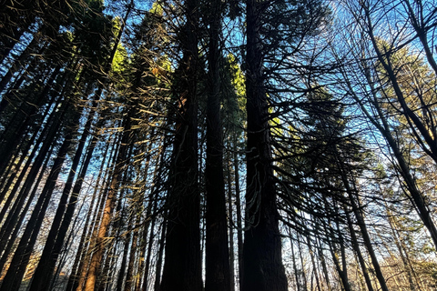 Small Group: Sofia to Kyustendil Fortress & Sequoia Park