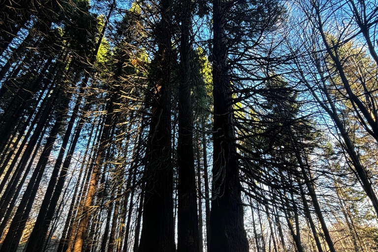 Small Group: Sofia to Kyustendil Fortress & Sequoia Park