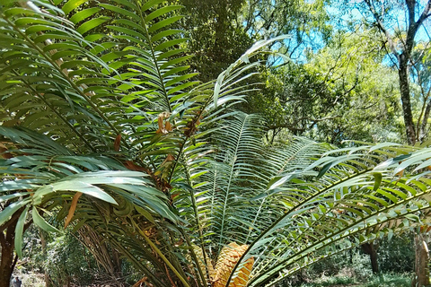 Nairobi: tour guiado a pie por el bosque de Karura