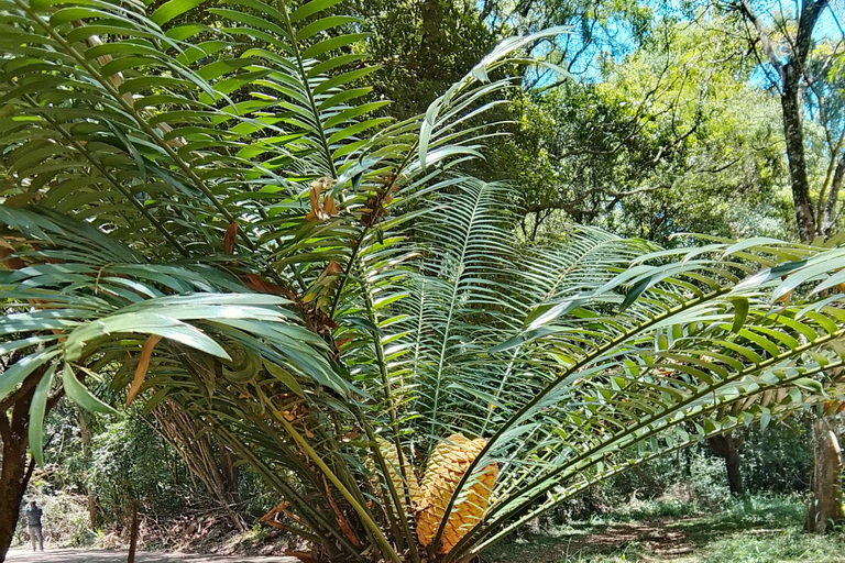 Nairobi: tour guiado a pie por el bosque de Karura
