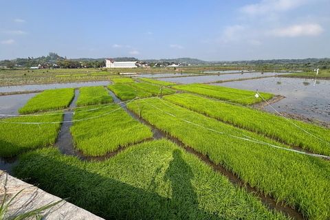 Yogyakarta: Bike Tour, Pottery, Ricefield, Museum With Lunch Bike, Pottery Class, Rice fields, Museum (No Lunch)