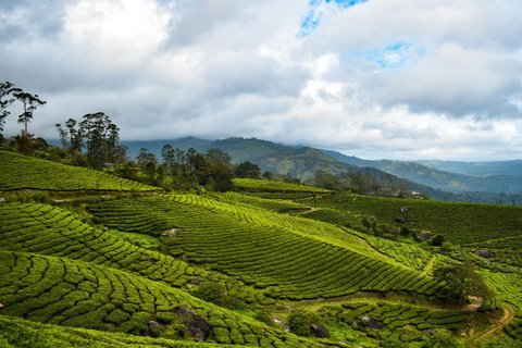 Kochi: 3-Day Kerala Tour with Munnar and Alleppey Cruise