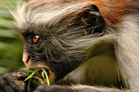 Zanzibar: Las Jozani, Centrum Motyli i Wycieczka PszczelarskaZanzibar: Las Jozani, Centrum Motyli i wycieczka do pasieki