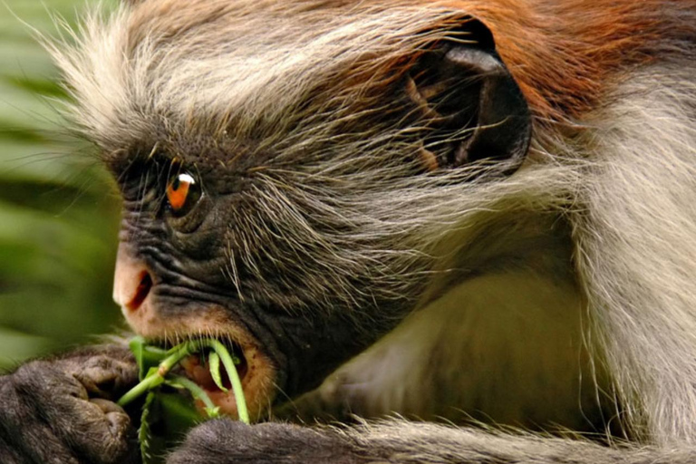 Zanzibar: Las Jozani, Centrum Motyli i Wycieczka PszczelarskaZanzibar: Las Jozani, Centrum Motyli i wycieczka do pasieki