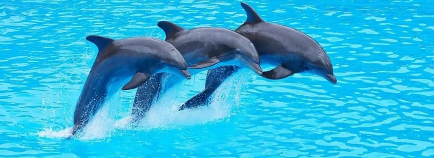 Île de Mnemba : dauphins et snorkeling avec déjeuner barbecue en option