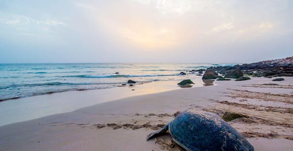 From Muscat: 2-Days, 1 Night in Ras Al Hadd