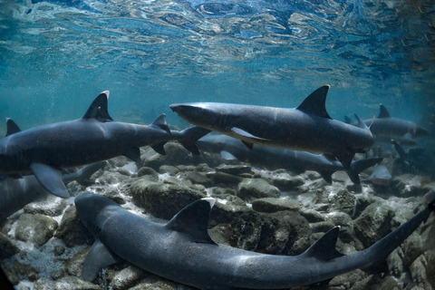 Die Insel Pinzón: Schnorcheln, Fischen und Entspannen im Paradies