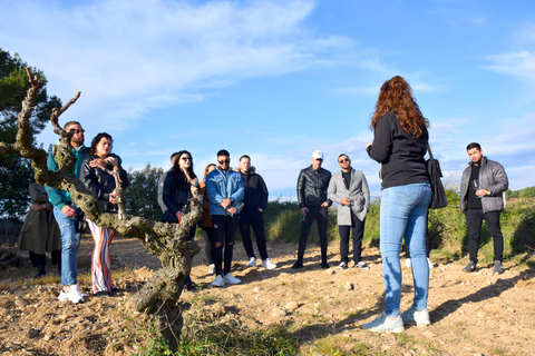 Tarragona: Wine Cathedral Tour Wine, Cava and Food Tasting
