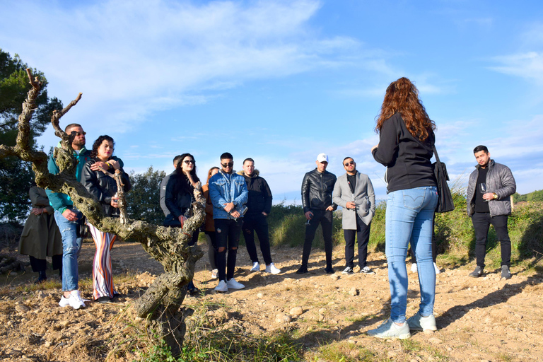 Tarragona: Wine Cathedral Tour Wine, Cava and Food Tasting
