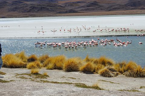 La Paz: 4-Day Uyuni Salt Flats to San Pedro de Atacama ENGLISH-SPEAKING GUIDE