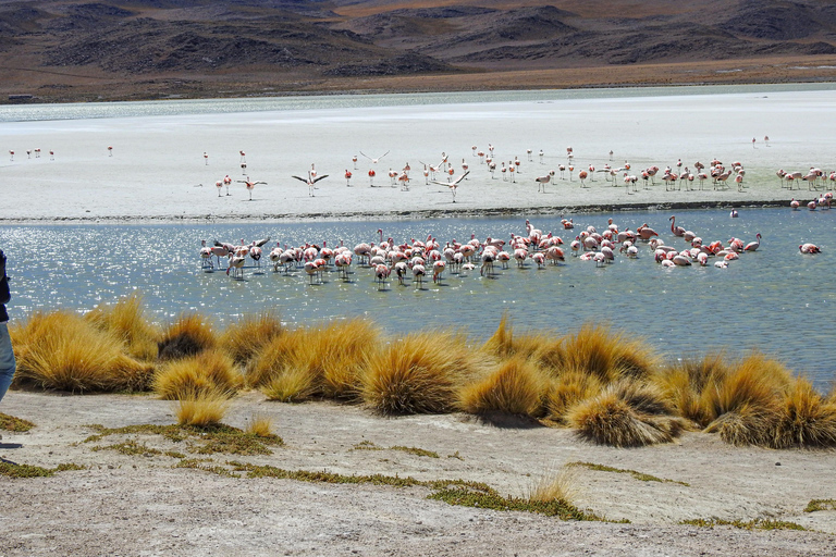 La Paz: 4-Day Uyuni Salt Flats to San Pedro de Atacama ENGLISH-SPEAKING GUIDE