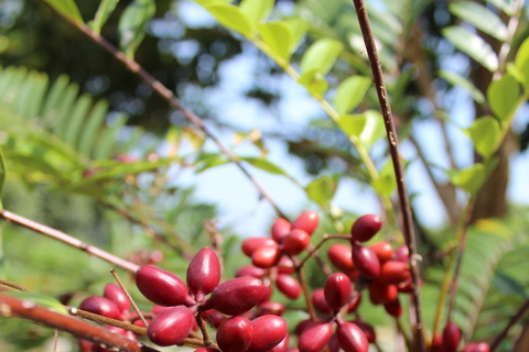 Penang: Biglietto per la fattoria della frutta tropicalePiatto di frutta e succo in fattoria - Biglietto non malese