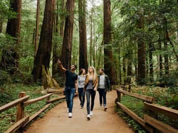San Francisco: Excursión a Muir Woods y Sausalito con Opción a Alcatraz