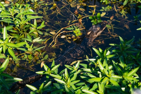 Orlando: 1,5 uur durend moerasbootavontuur in de Everglades