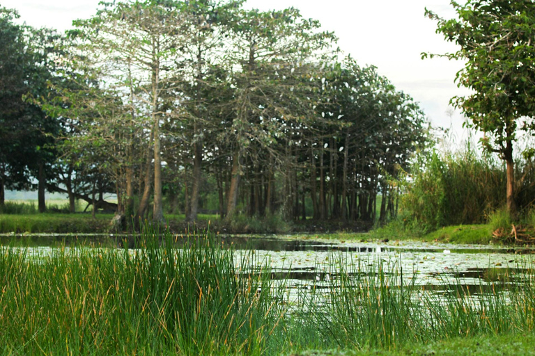 Gangaramaya Temple, Pettah & Street Food Tour