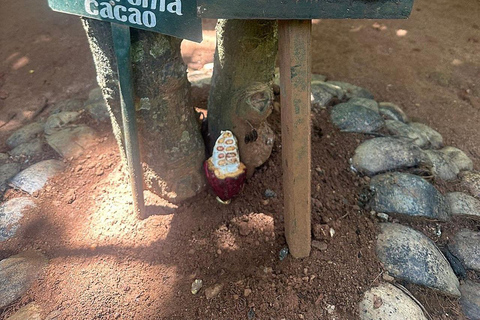 Kandy: Full-Day Tour with Historical Cultures