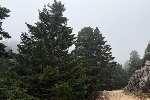 Kefalonia Ainos Premium 4x4 Van Experience Pick-up from Argostoli, Lassi, Svoronata, Lourdata Areas