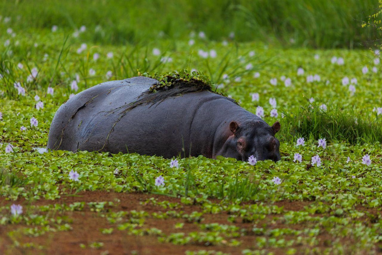 Visit Akagera national park with Passionate Guide