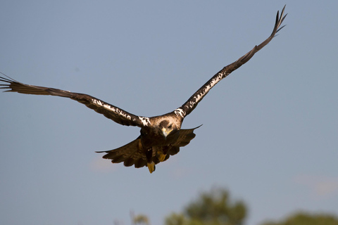 Doñana: 4x4 Trip and Exclusive Access to Coto del Rey Daily 4x4 visit to Doñana National Park