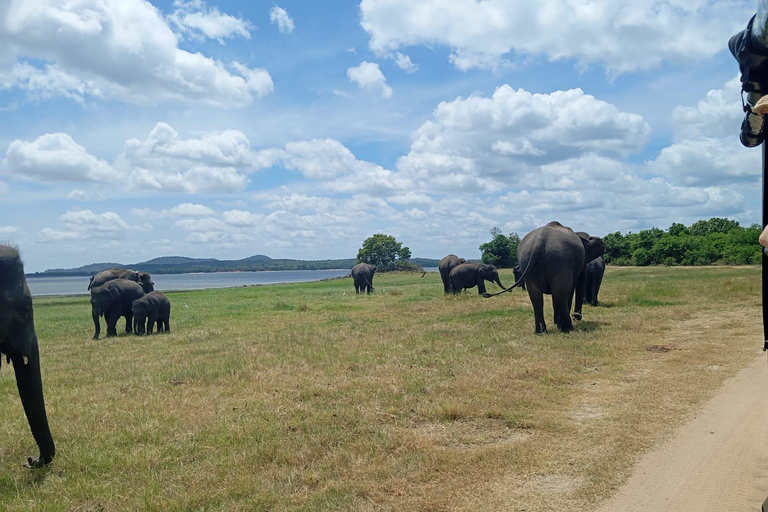 Desde Dambulla: Fortaleza de la Roca de Sigiriya y Safari en Minneriya