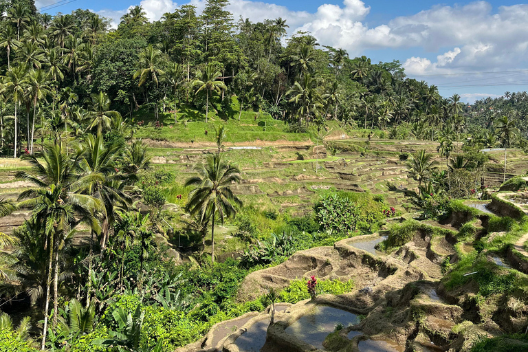 Ubud:Foresta delle scimmie, terrazze di riso, templi d&#039;acqua e cascate