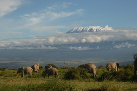 2-tägige Nairobi-Amboseli High End Tour