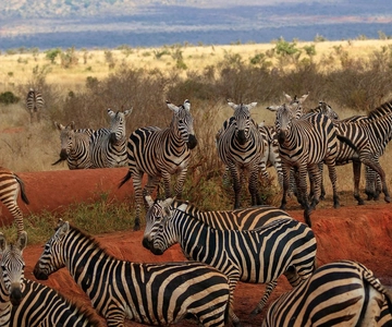 Safari por el Tsavo Oriental desde Mombasa/Diani (Privado)