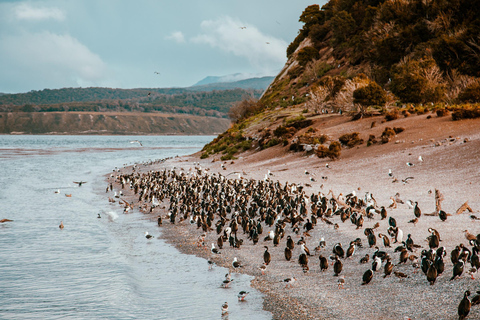 Ushuaia: Boat Trip to Isla Martillo: Penguins in the Beagle Channel Ushuaia: Navigation to Martillo Island: Penguins along the Beagle Channel
