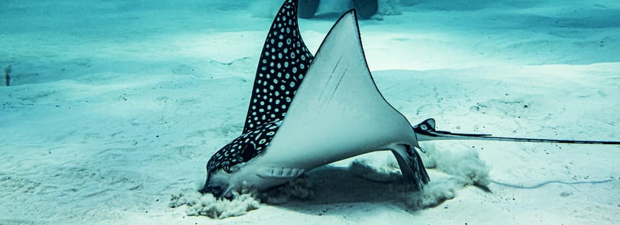 Costa Maya : Plongée amusante à deux bouteilles pour les plongeurs certifiés