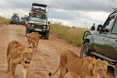 Airport: Nairobi National Park layover tour- pickup/drop-off Private layover tour to Nairobi national park