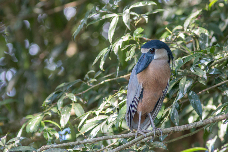 Carara National Park: Best Tour Carara National Park-One Day