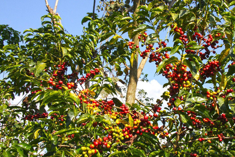 Addis Abeba: 4-tägige Äthiopien-Kaffeetour