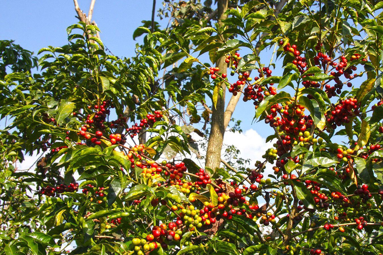 Addis Abeba: 4-tägige Äthiopien-Kaffeetour