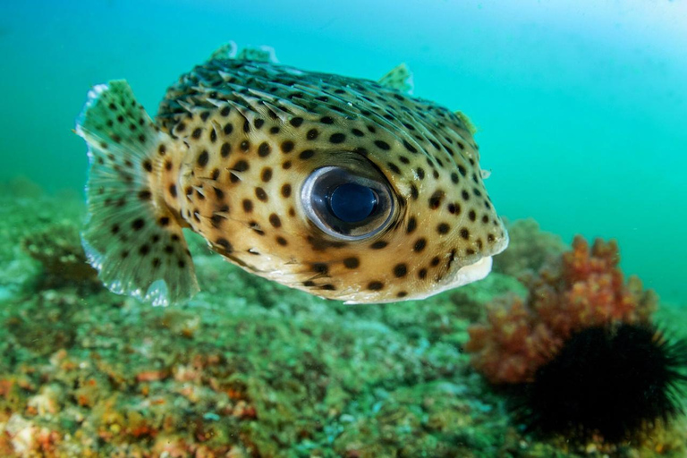 Muscat: Glass-Bottom Snorkeling Trip to Daymaniat w/ Snacks