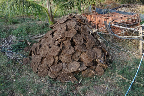 Jaipur: Cow Dung Wall Application Workshop