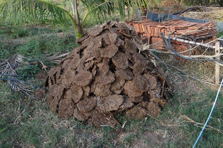 Jaipur: Cow Dung Wall Application Workshop
