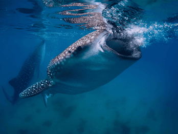Cebu: tour dello squalo balena, del santuario delle scimmie e dello snorkeling di Moalboal