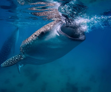 Cebu: Whale Shark, Monkey Sanctuary, & Moalboal Snorkel Tour