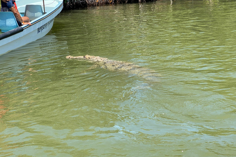 Flamingo Classic: Rio Lagartos and Las Coloradas