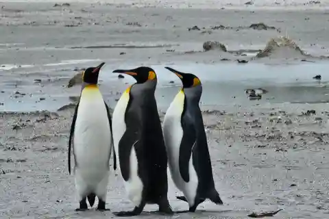 Falkland Islands: King Penguins & Gentoos at Yorke Bay Tour