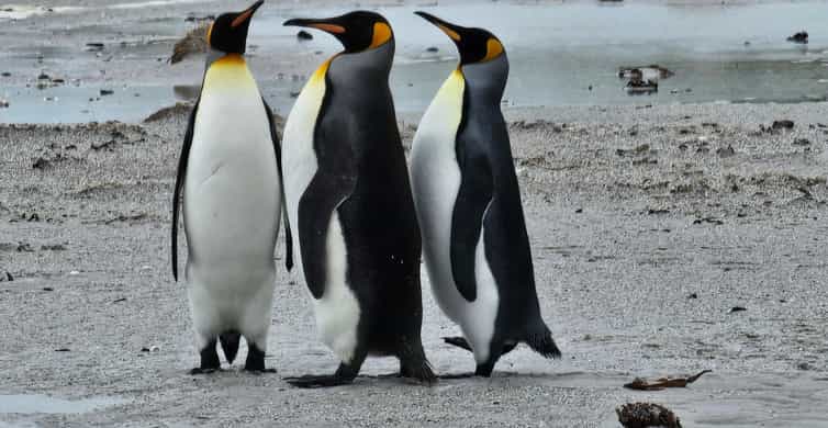 フォークランドのペンギンのコイン４種 フォークランドのペンギンのコイン4種 Yahoo!オークション