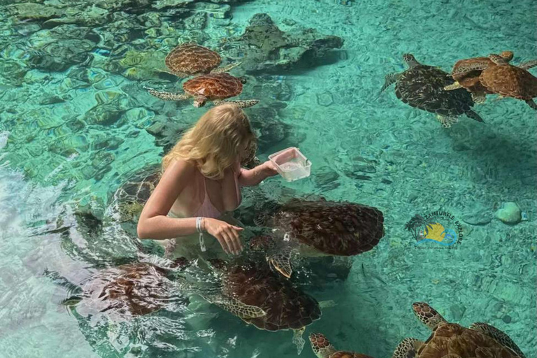 Zanzibar: Swim with Sea Turtles at Salaam Cave with Transfer Hotel Transfer Anywhere in Zanzibar