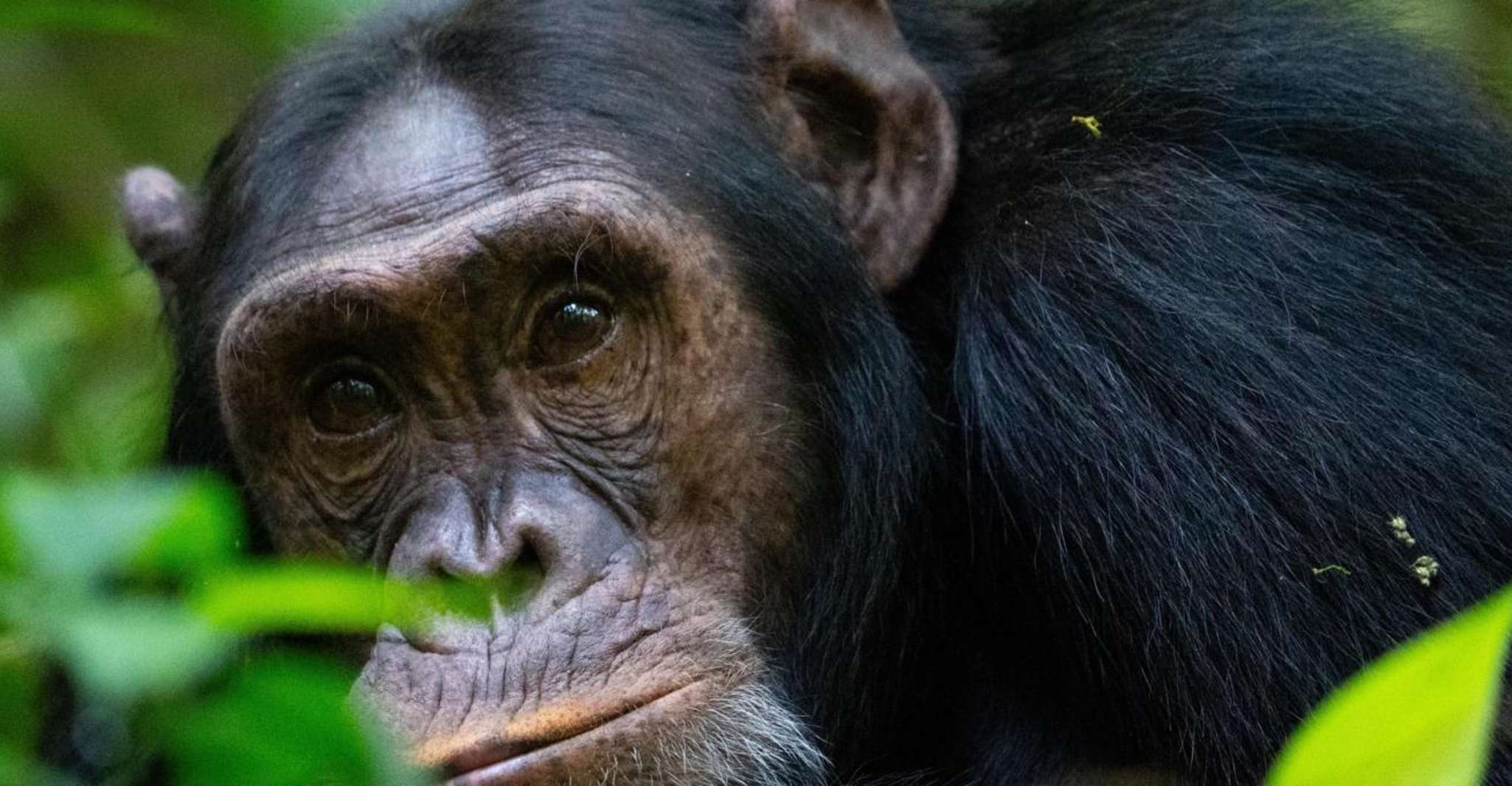 Die Perle Afrikas - Ihr 8 Tage/7 Nächte Safari-Abenteuer - Hizvo