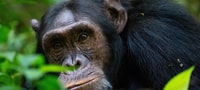 Die Perle Afrikas - Ihr 8 Tage/7 Nächte Safari-Abenteuer - Hizvo