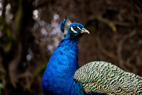 Depuis Santiago : Safari Park, une expérience sauvagePoint de rencontre : Encomenderos 260, Las Condes