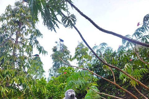 Trinidad: Macaw Bird Sanctuary, Lookout & Savannah Tour